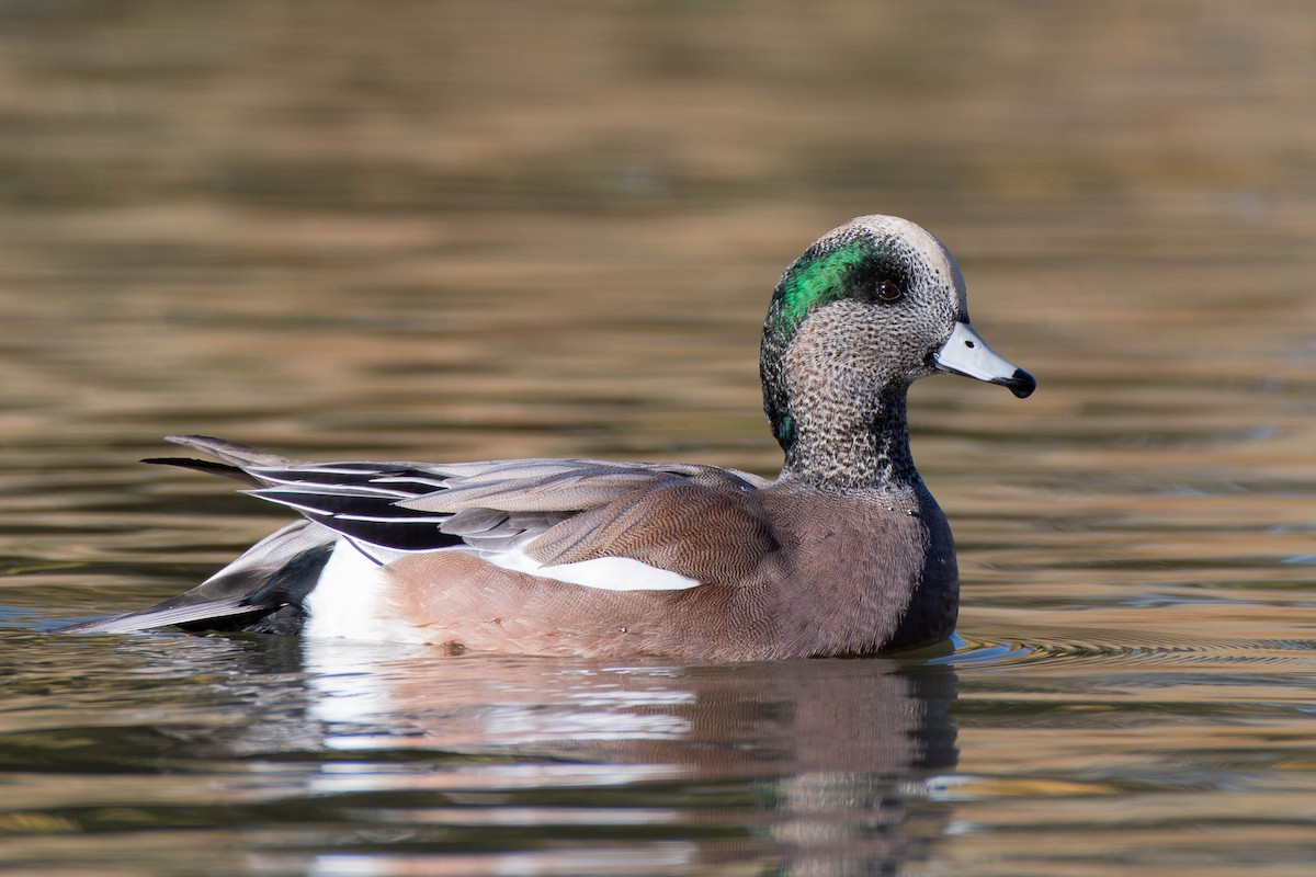 American Wigeon - ML617210685