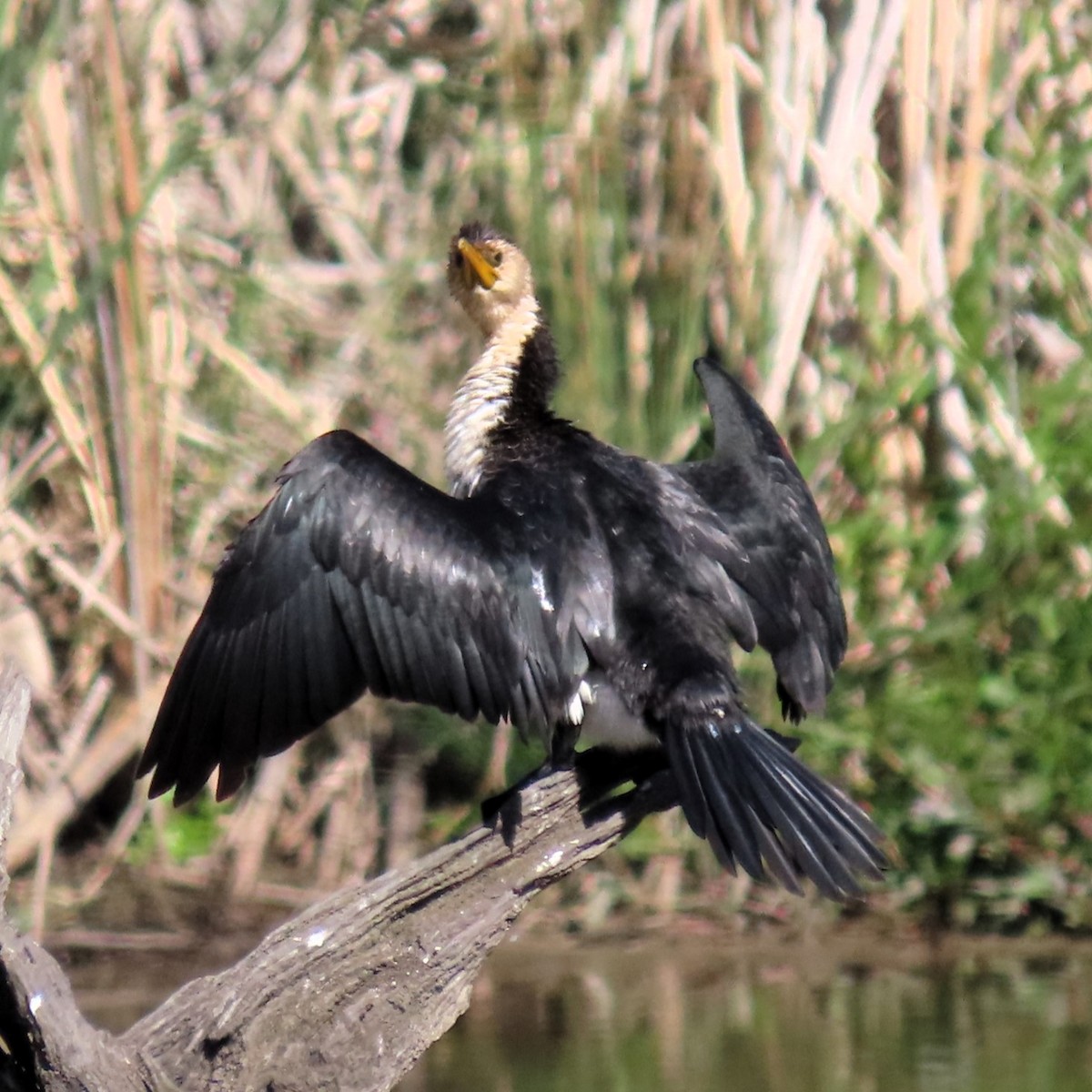 Little Pied Cormorant - ML617210691