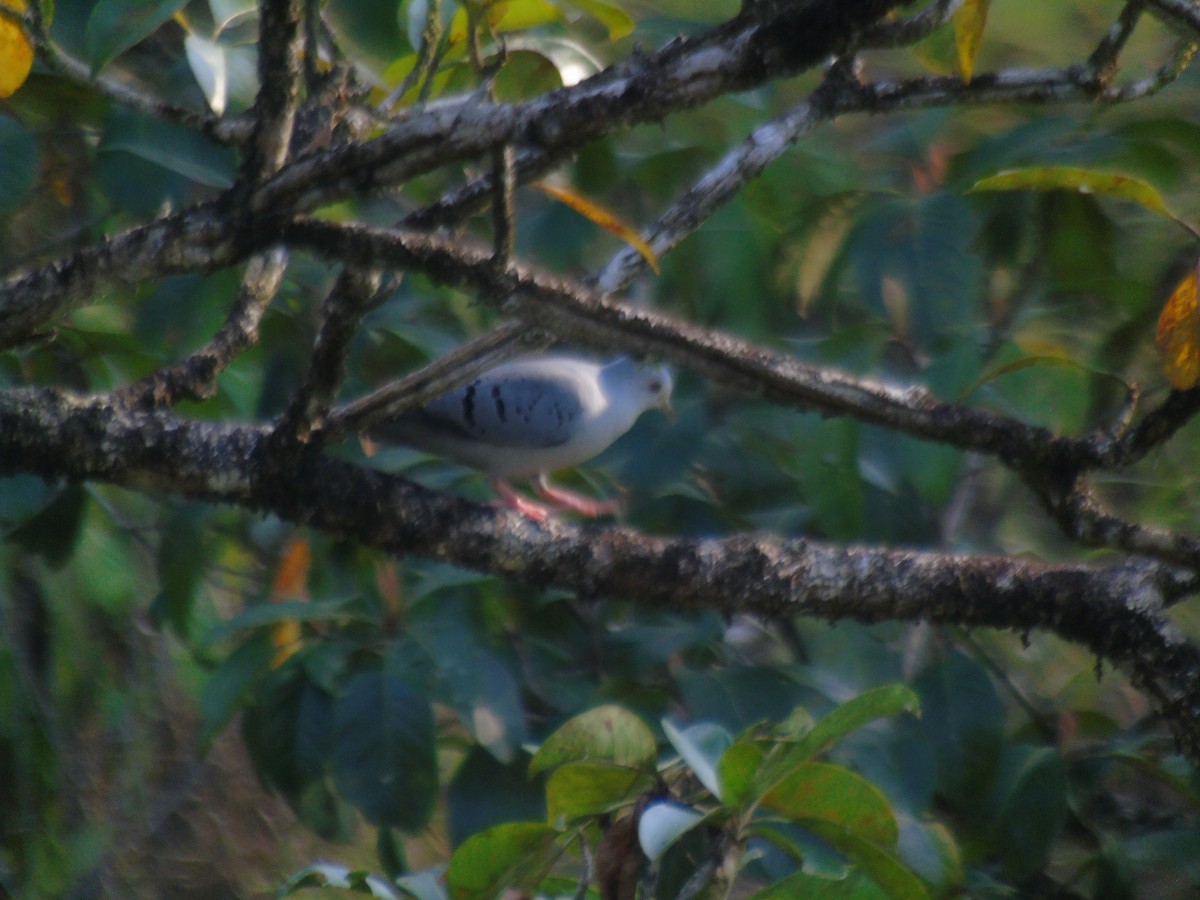 Blue Ground Dove - ML617210693