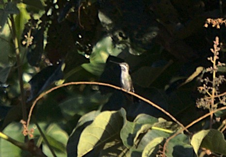 Colibrí Escamoso - ML617210771