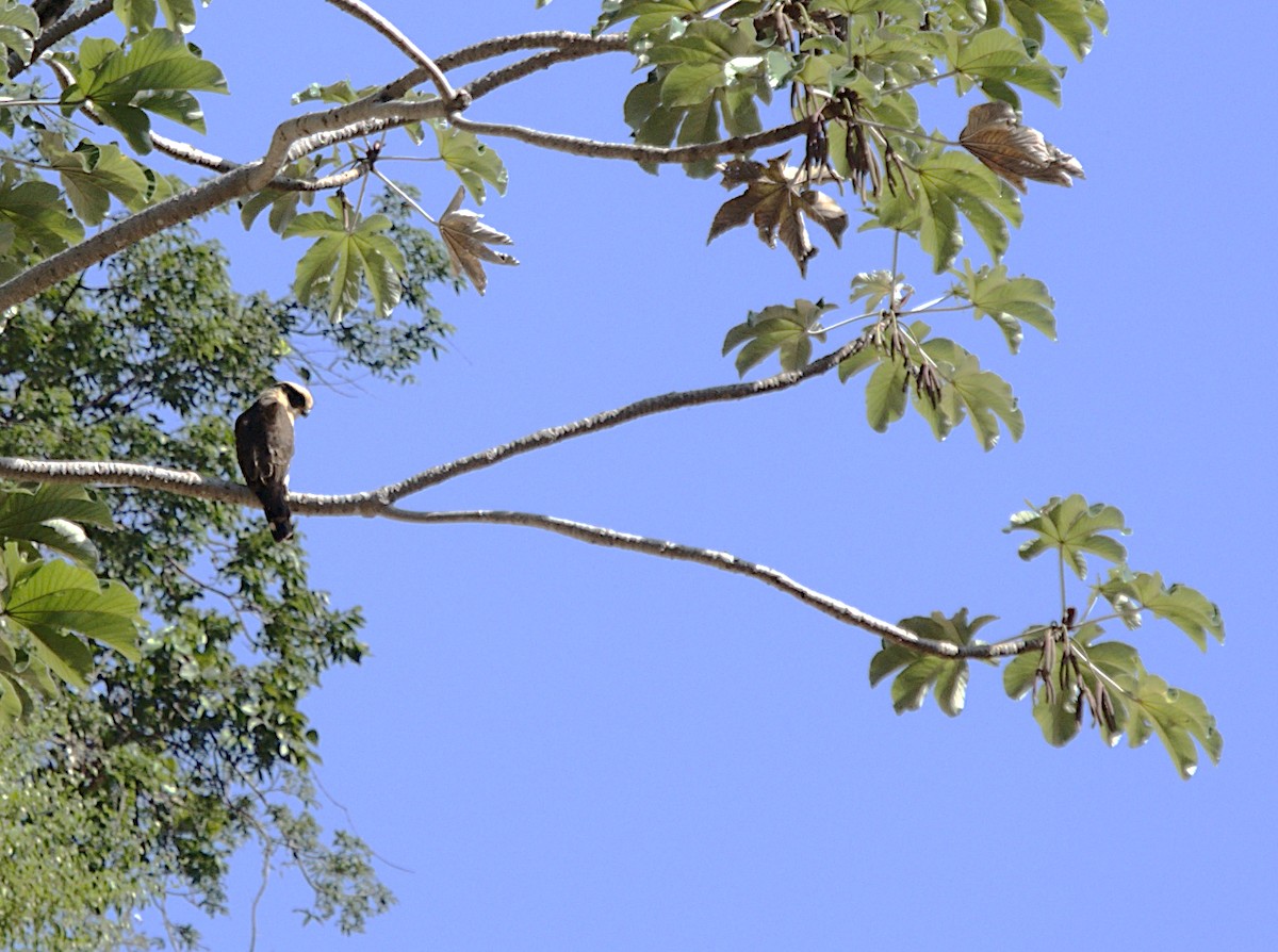 Laughing Falcon - ML617210789