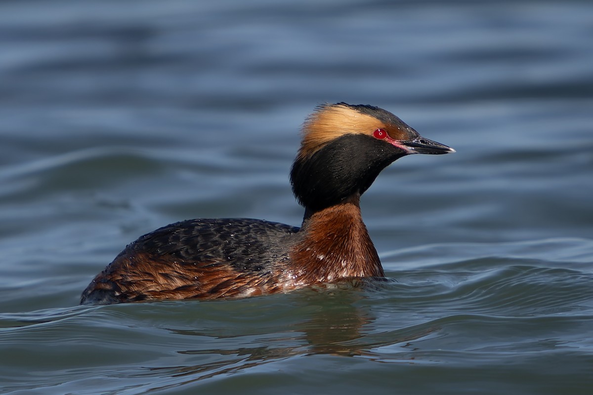 Horned Grebe - Ali Kasperzak