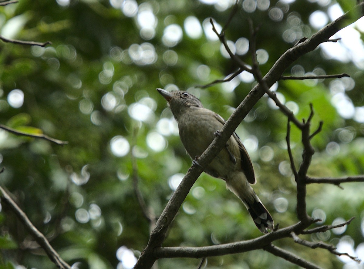 Planalto Slaty-Antshrike - ML617210818