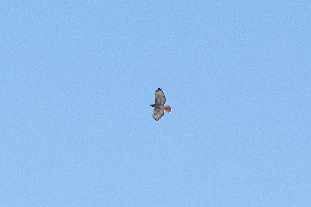 Red-tailed Hawk - ML617210828
