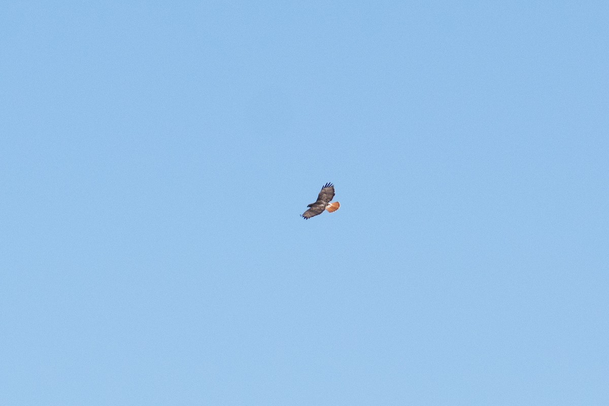 Red-tailed Hawk - ML617210829