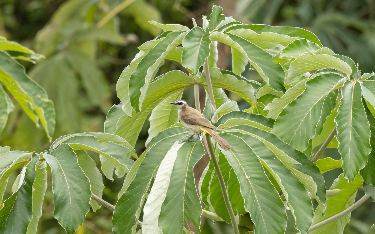 Yellow-vented Bulbul - ML617210843