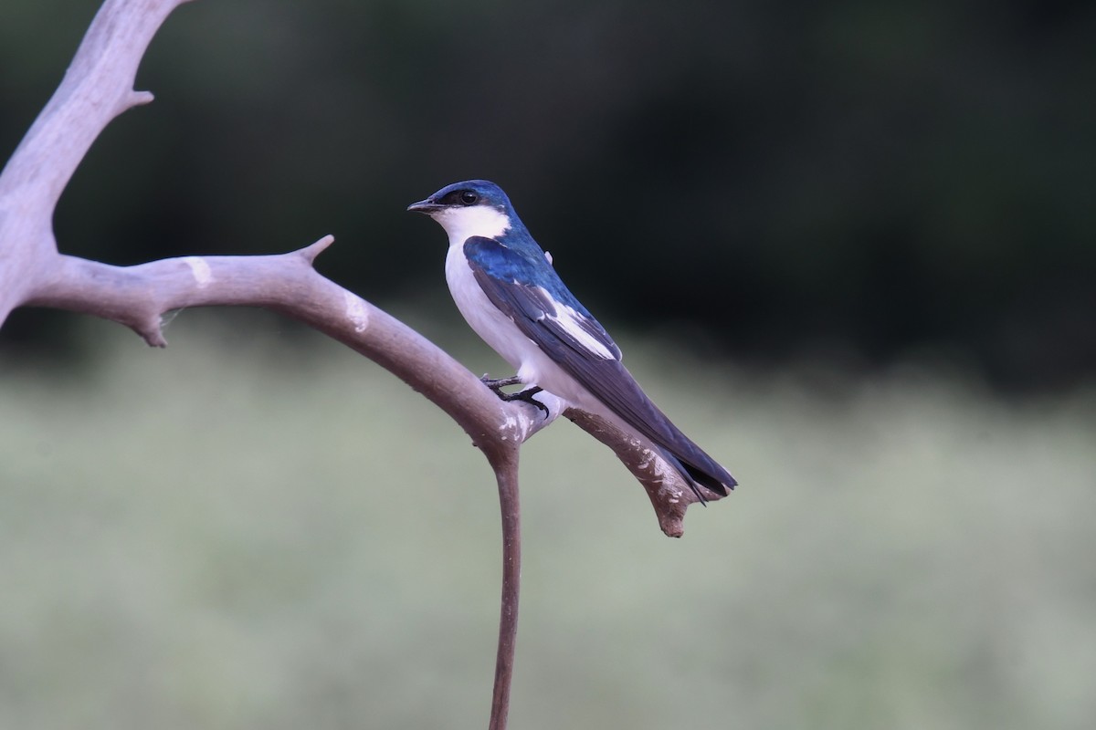 White-winged Swallow - Christian Engel