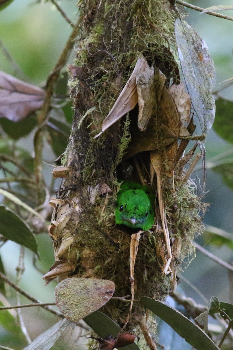 Whitehead's Broadbill - ML617210902