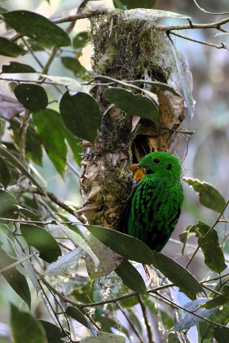 Whitehead's Broadbill - Yousif Attia