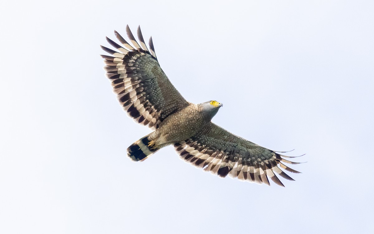 Philippine Serpent-Eagle - ML617210917