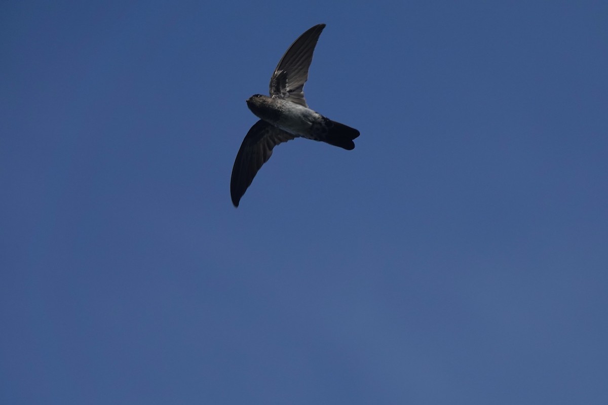Cave Swiftlet - ML617210923