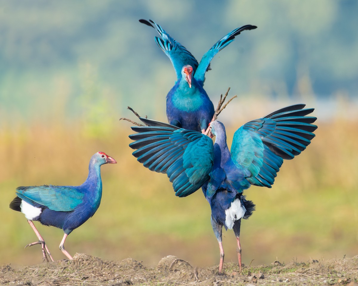 Gray-headed Swamphen - ML617210936