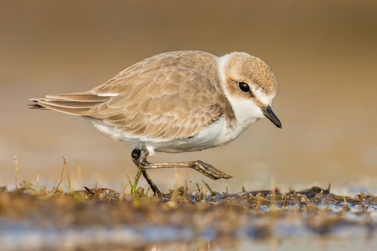 Kentish Plover - Rajat Chordia