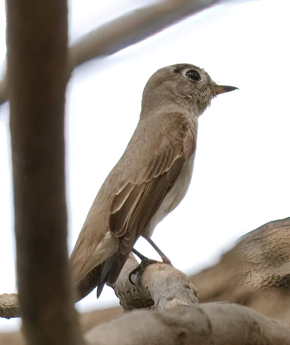 Asian Brown Flycatcher - ML617210972