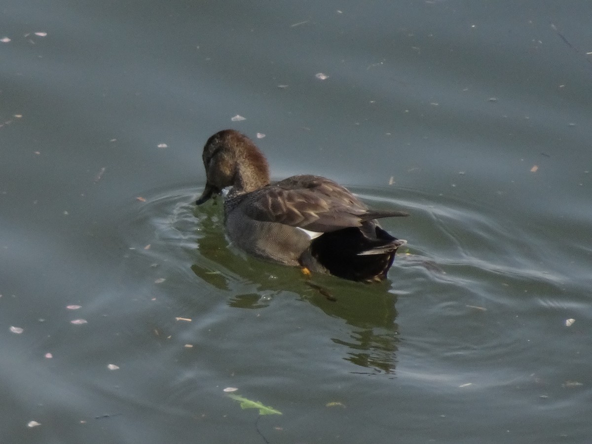 Gadwall - HIROSHI KIDONO