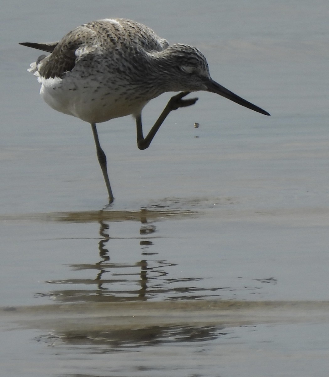 Common Greenshank - ML617211002