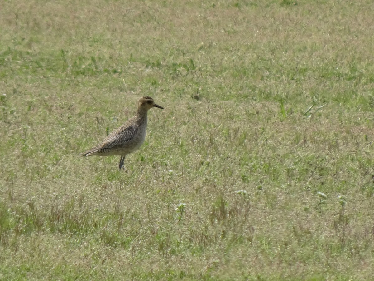 Pacific Golden-Plover - HIROSHI KIDONO