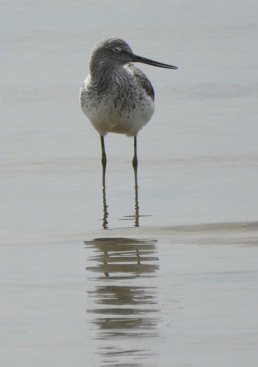 Common Greenshank - ML617211014