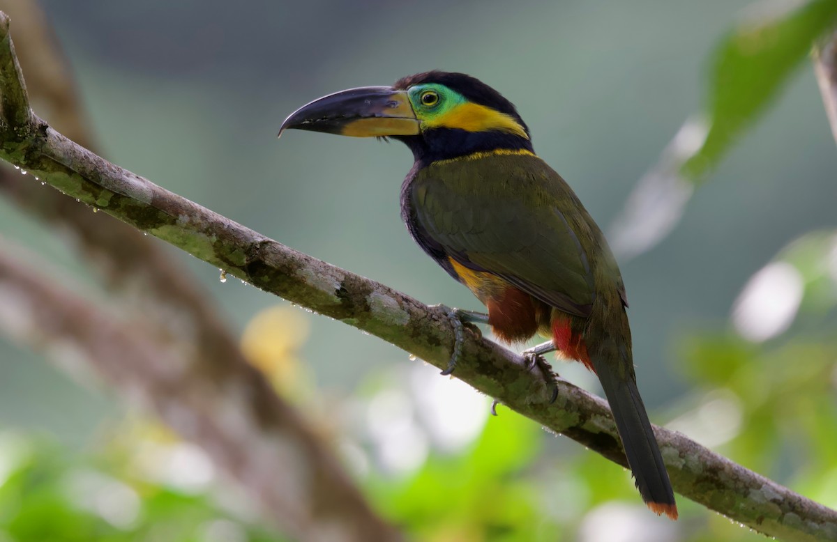 Golden-collared Toucanet - Ken Rosenberg