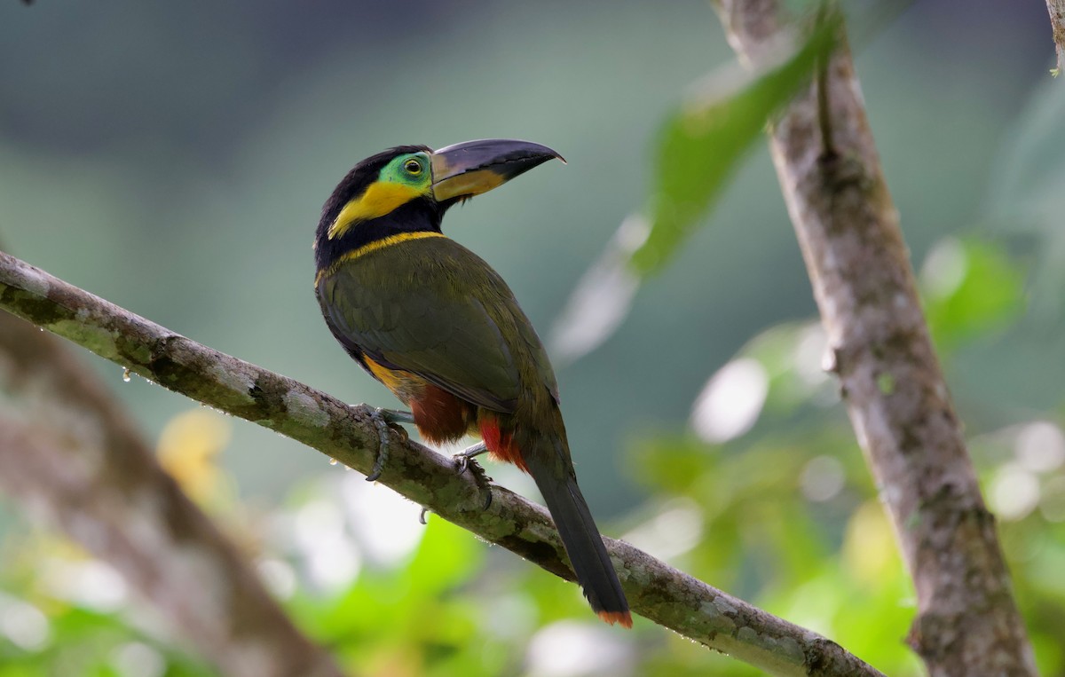 Toucanet de Reinwardt - ML617211025