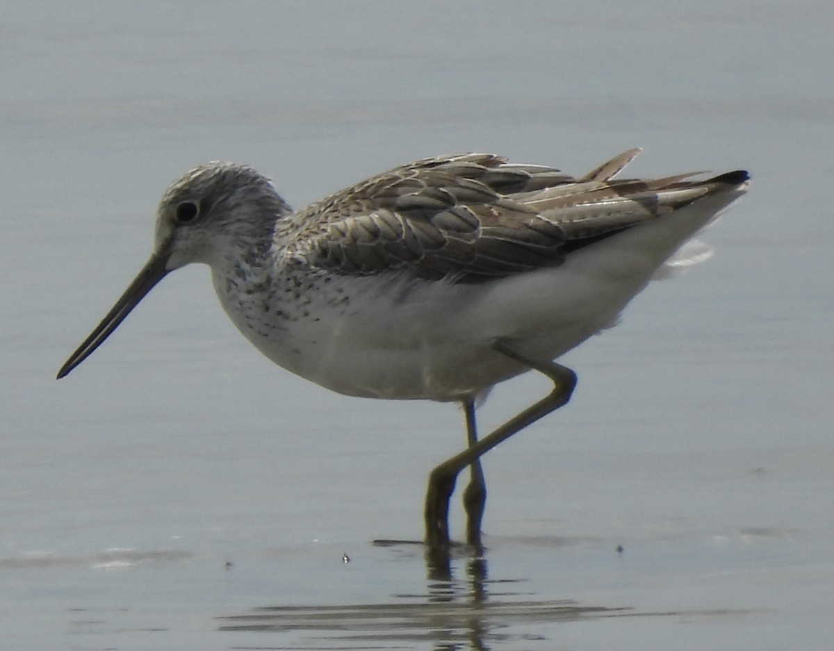 Common Greenshank - ML617211026