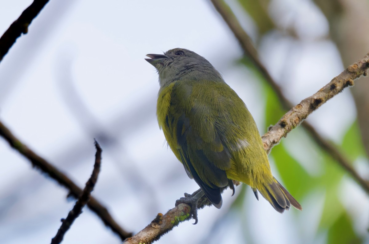 Plumbeous Euphonia - Ken Rosenberg