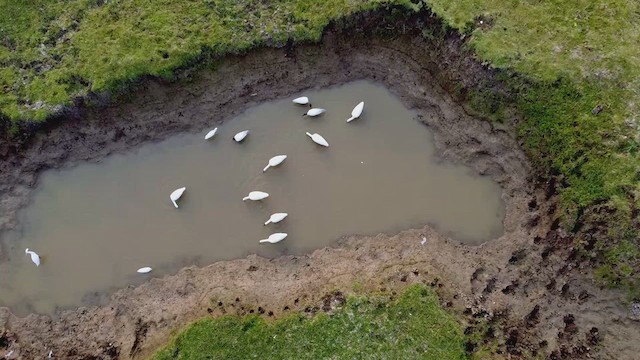 Ibis à tête noire - ML617211110