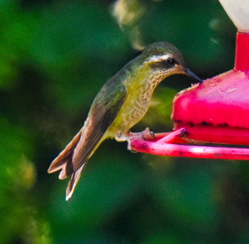 Speckled Hummingbird - Barbara Maytom
