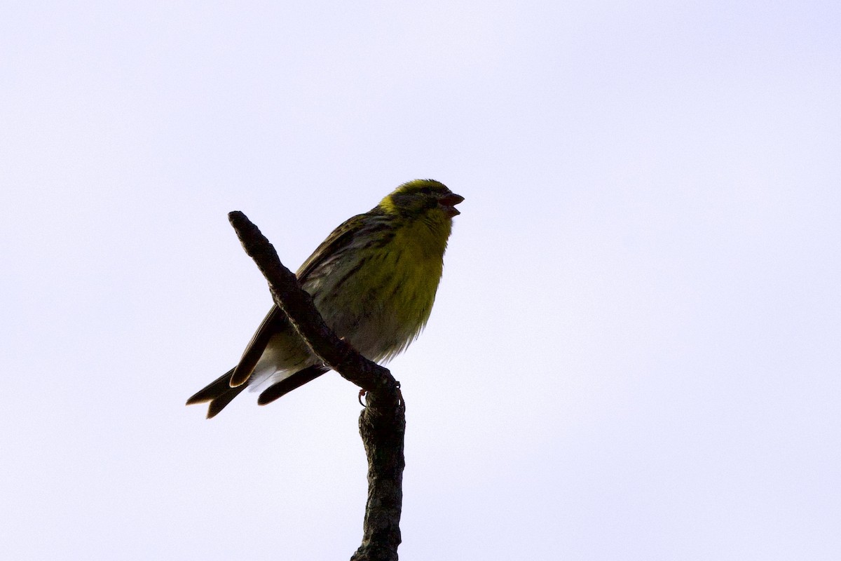 European Serin - ML617211322