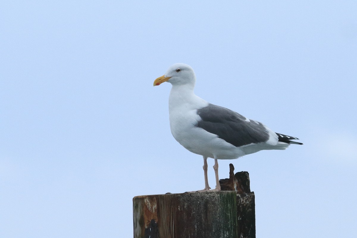 Western Gull - James McKenzie