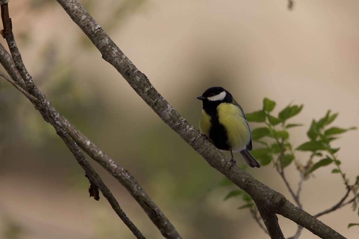 Great Tit - ML617211348