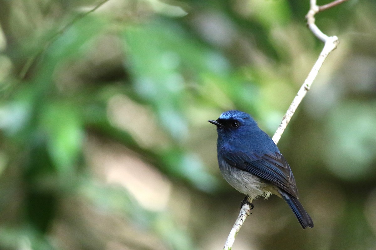 Indigo Flycatcher - Yousif Attia