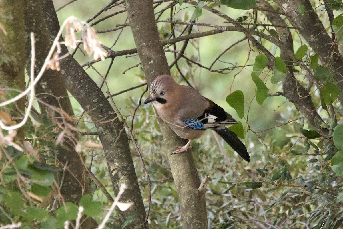 Eurasian Jay - ML617211360