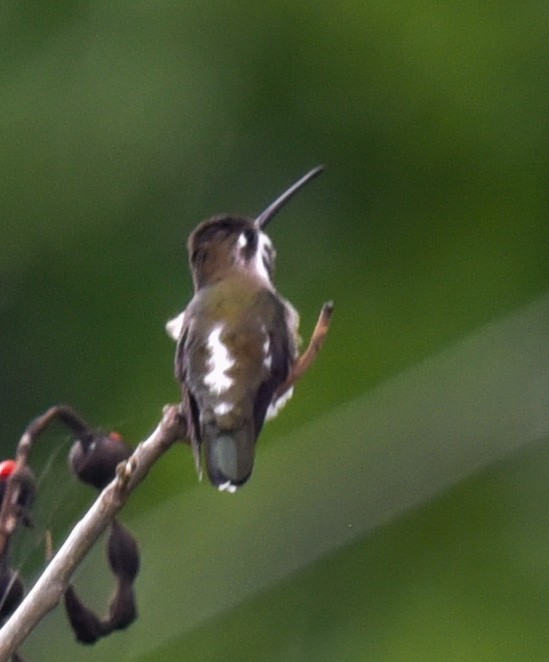 Long-billed Starthroat - Barbara Maytom