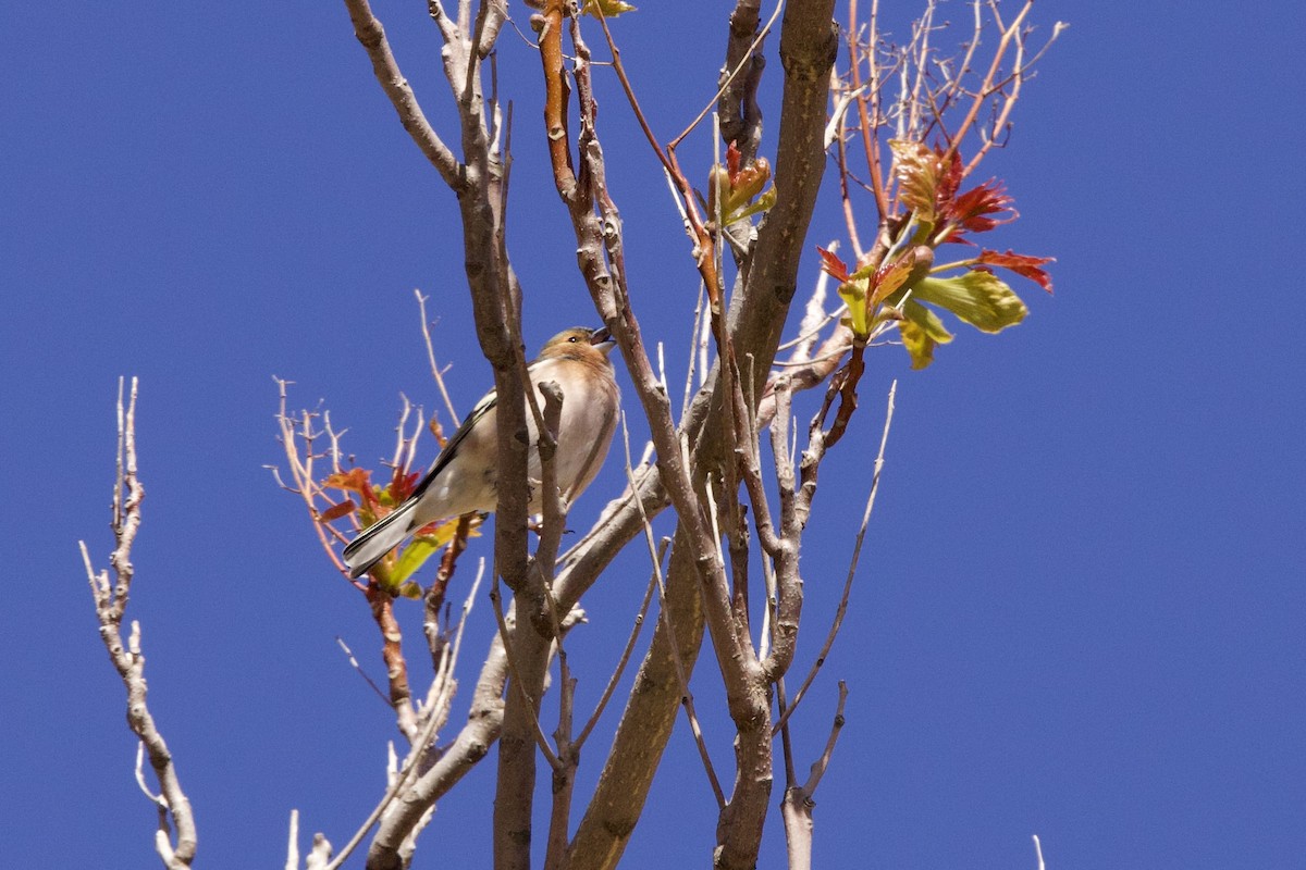 Common Chaffinch - ML617211446