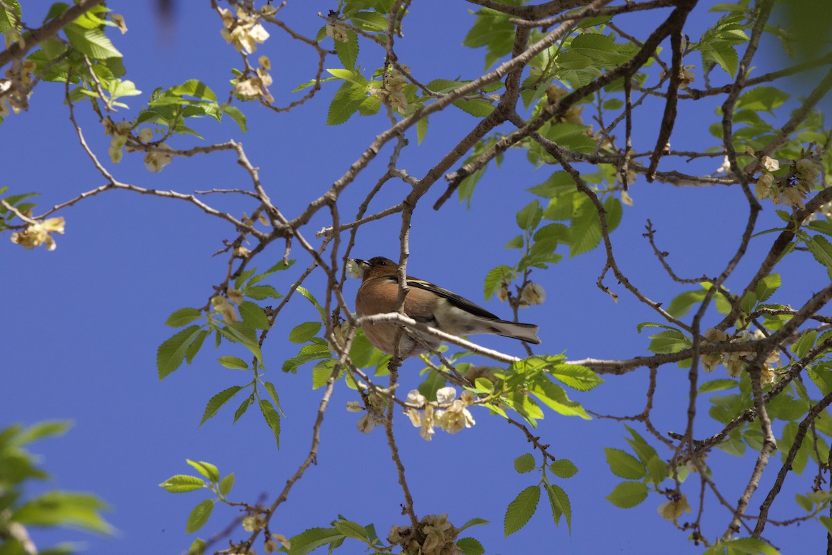 Common Chaffinch - John Bruin