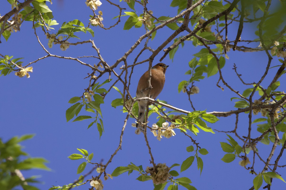 Common Chaffinch - ML617211449