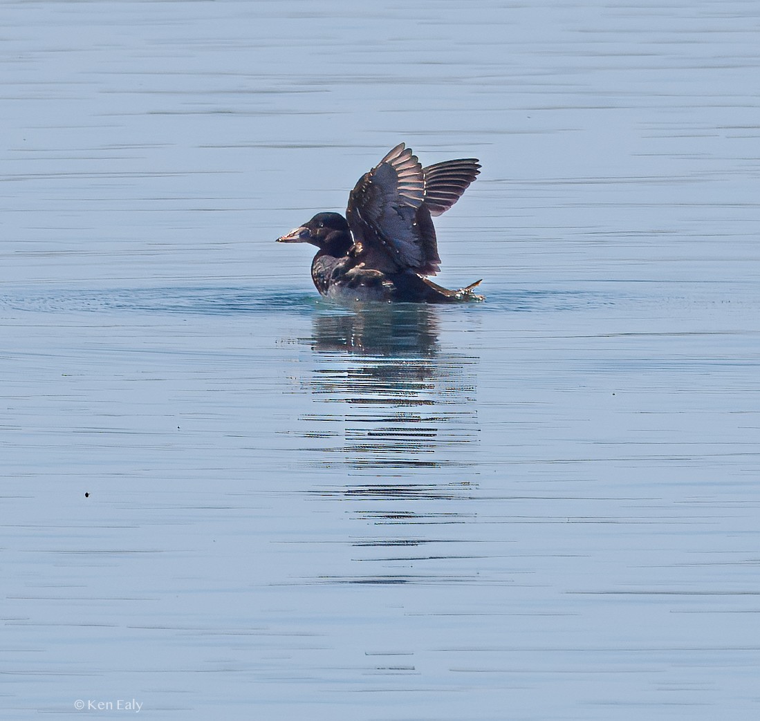 Surf Scoter - ML617211450