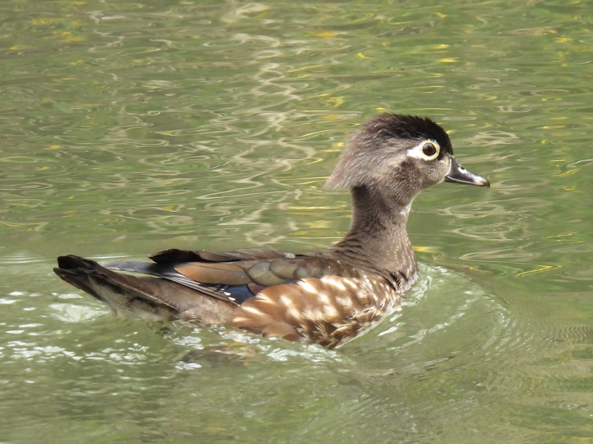 Wood Duck - ML617211453