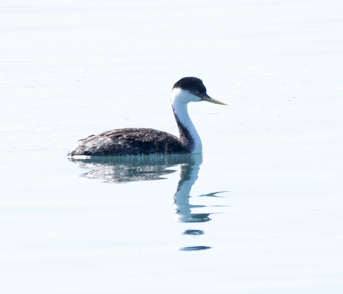 Western Grebe - ML617211455