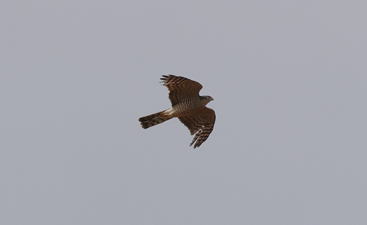 Eurasian Sparrowhawk - Brandon Stidum