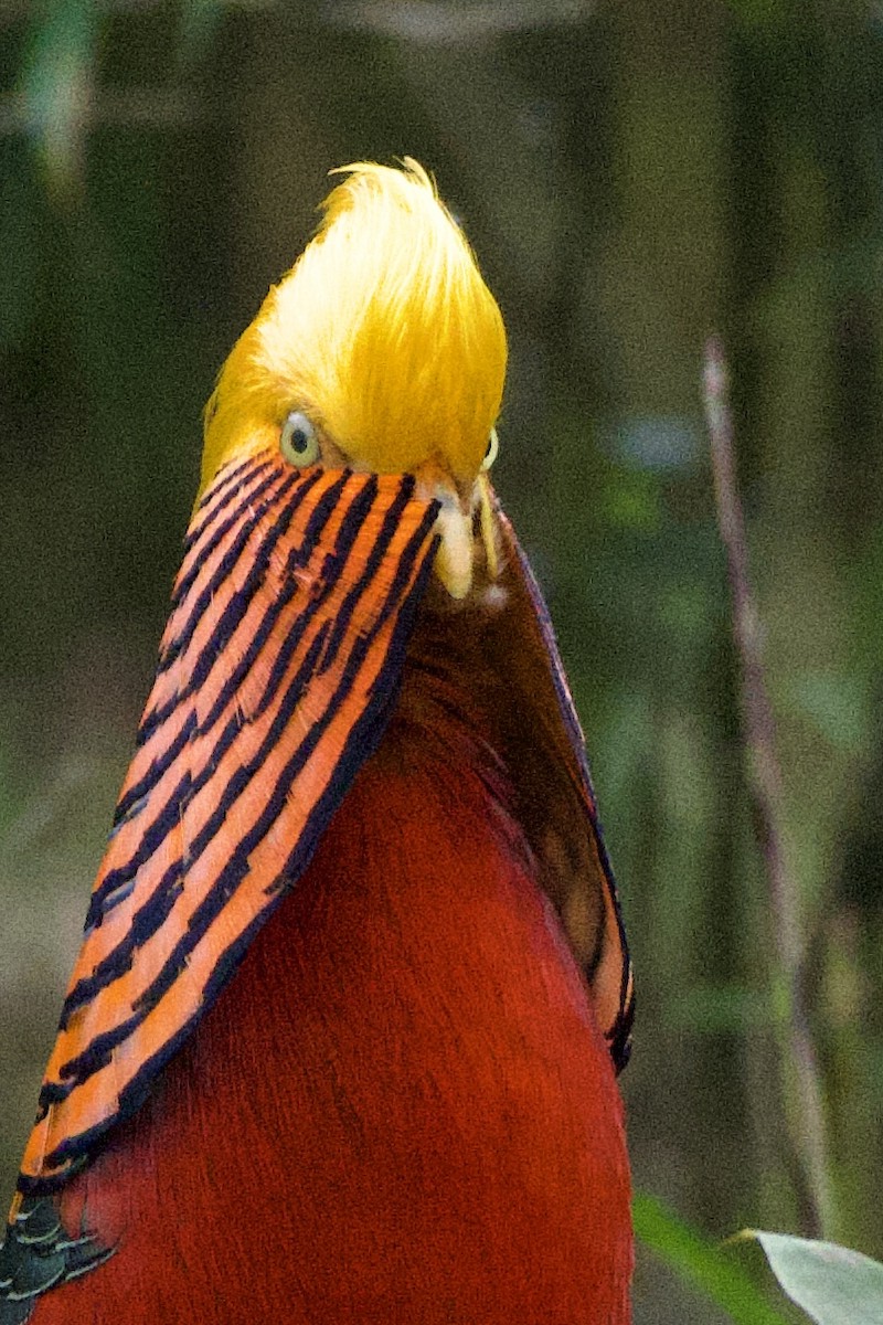 Golden Pheasant - ML617211492