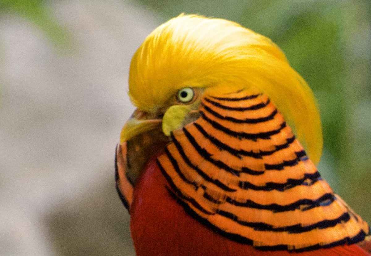 Golden Pheasant - ML617211493