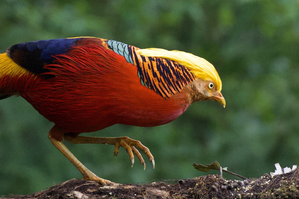 Golden Pheasant - ML617211494