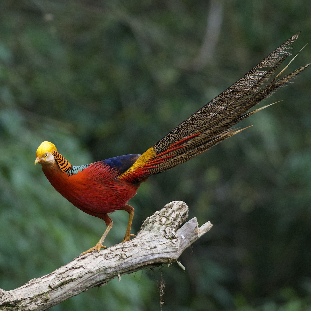 Golden Pheasant - ML617211498