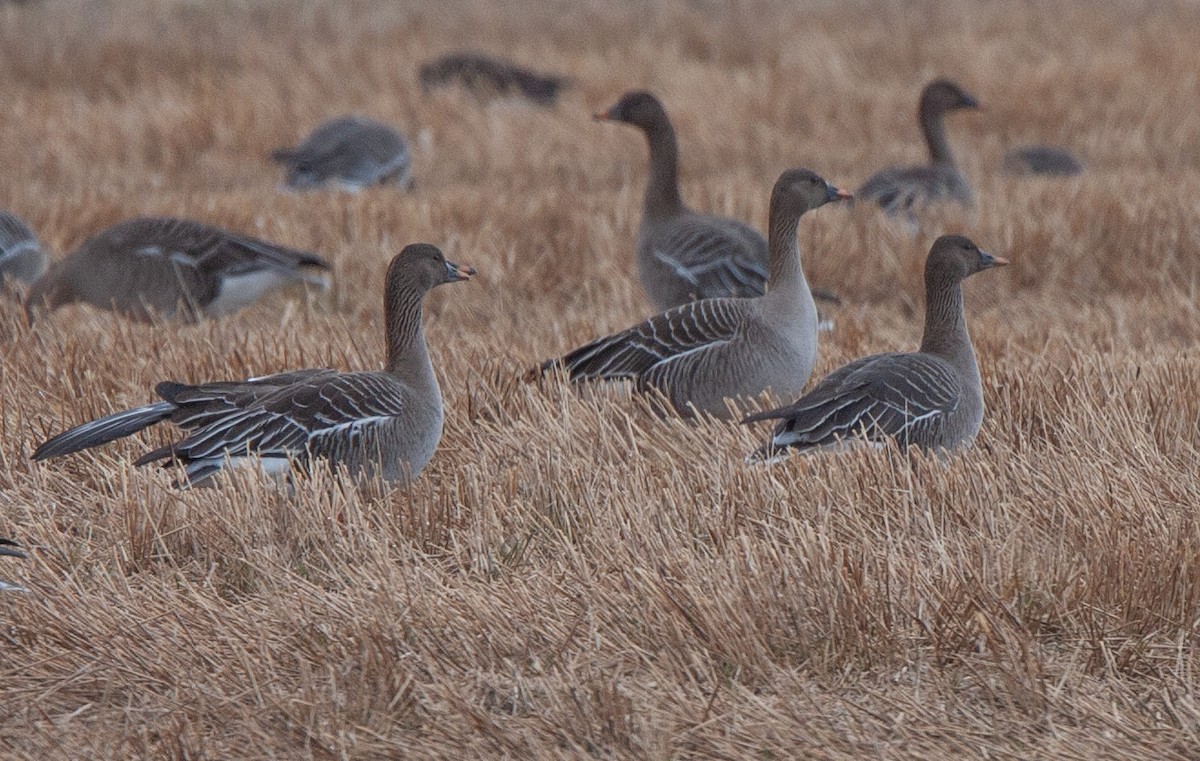 Tundra Bean-Goose - ML617211501