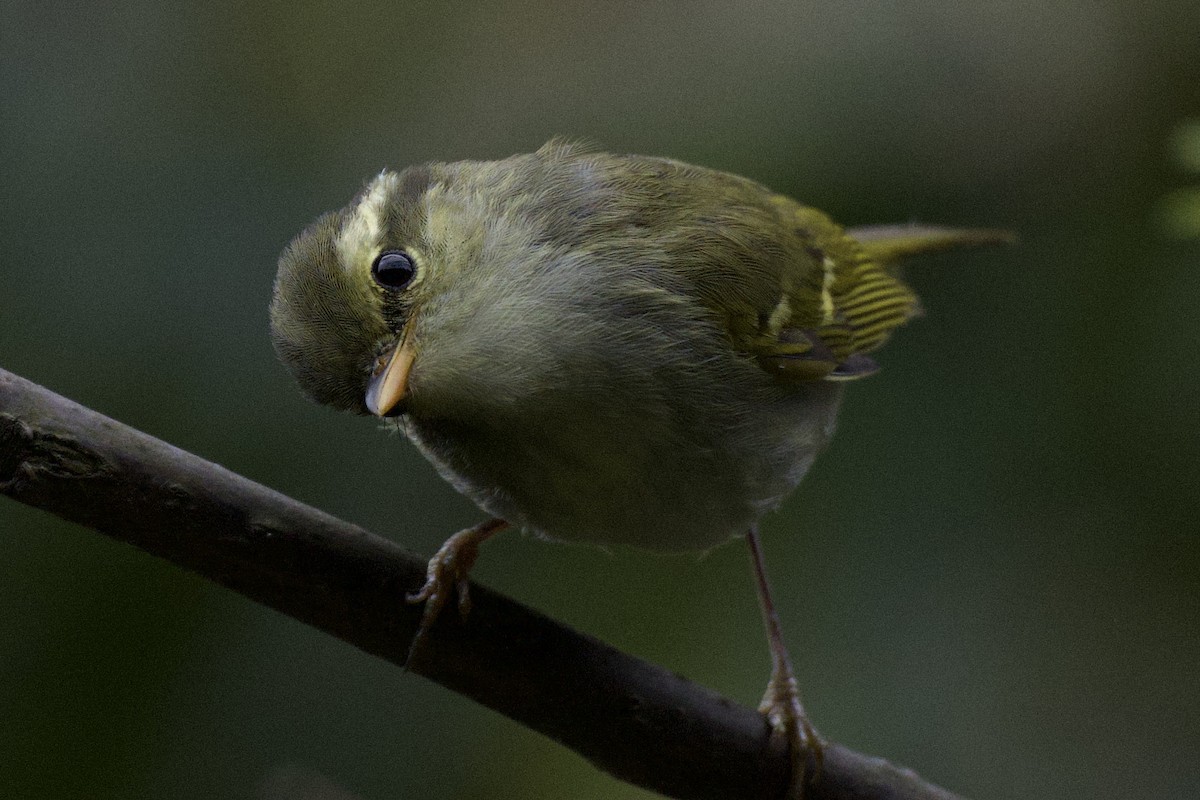 Claudia's Leaf Warbler - ML617211504