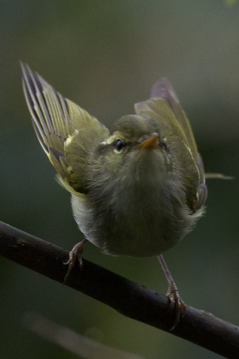 Claudia's Leaf Warbler - ML617211506