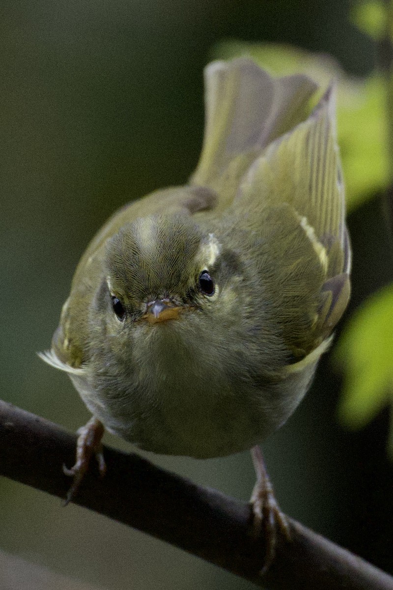 Claudia's Leaf Warbler - Iwan Roberts