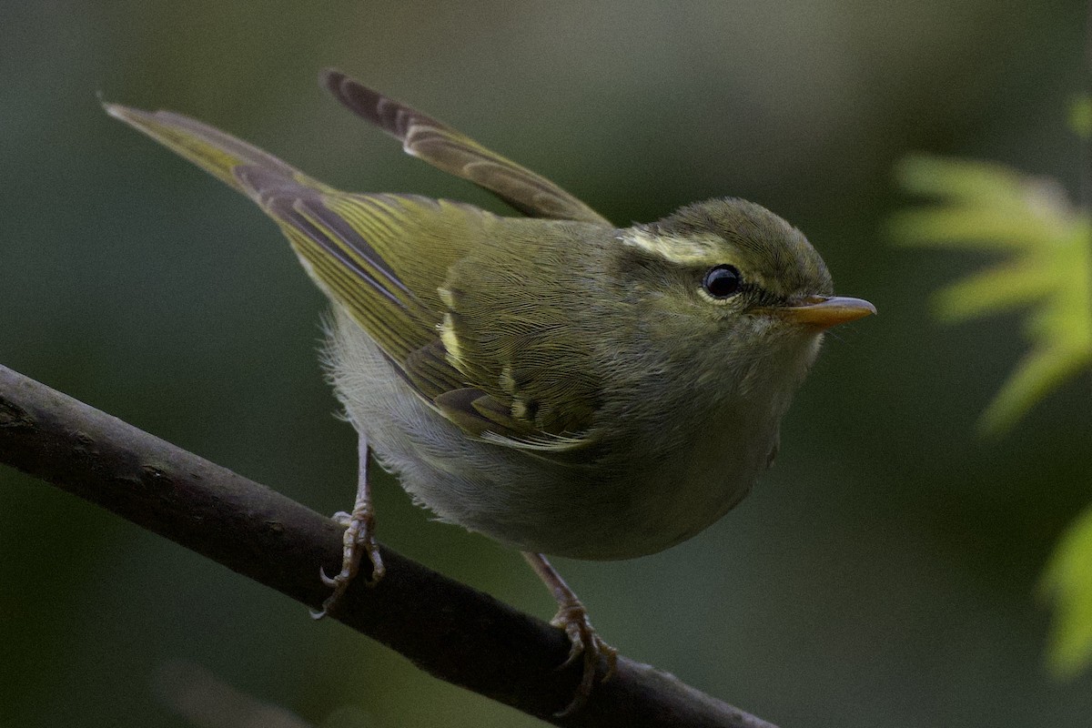 Claudia's Leaf Warbler - ML617211508